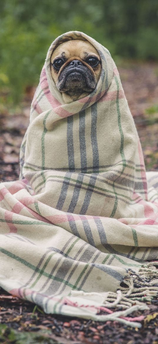 pug, dog, blanket, eyes