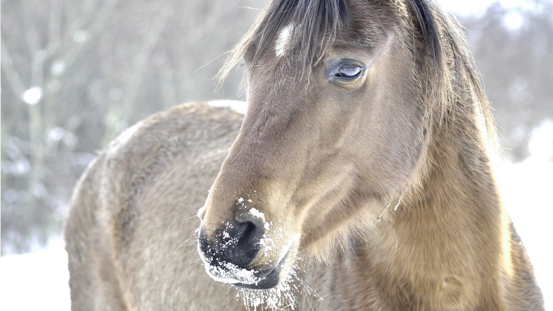 horse, head, mane, snow