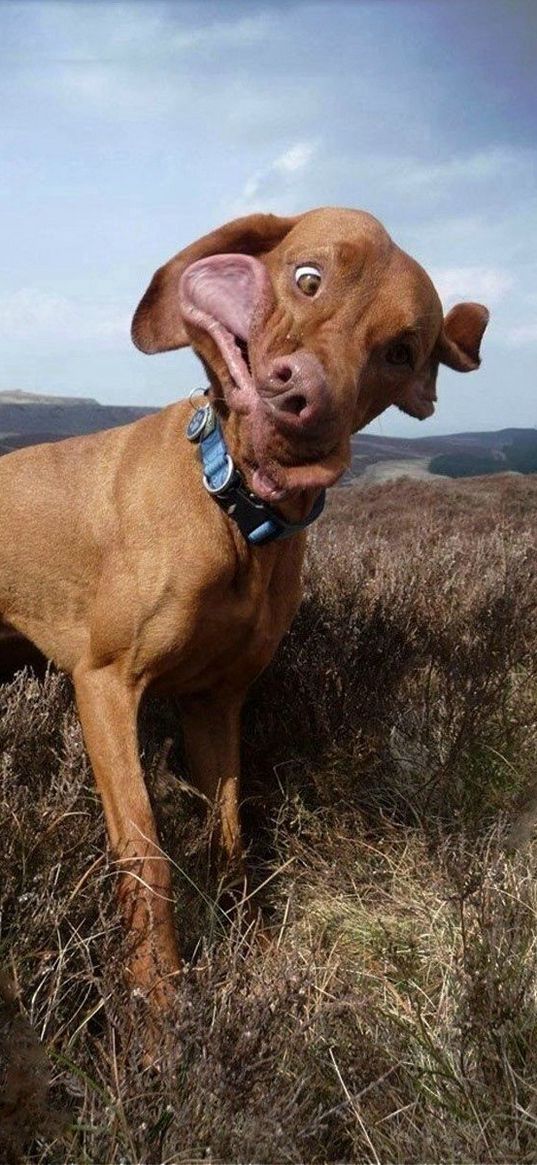 dog, collar, field, grass, wind, cloudy