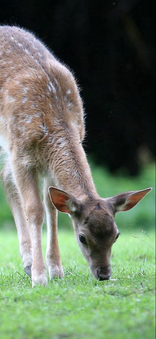 deer, grass, walk, young