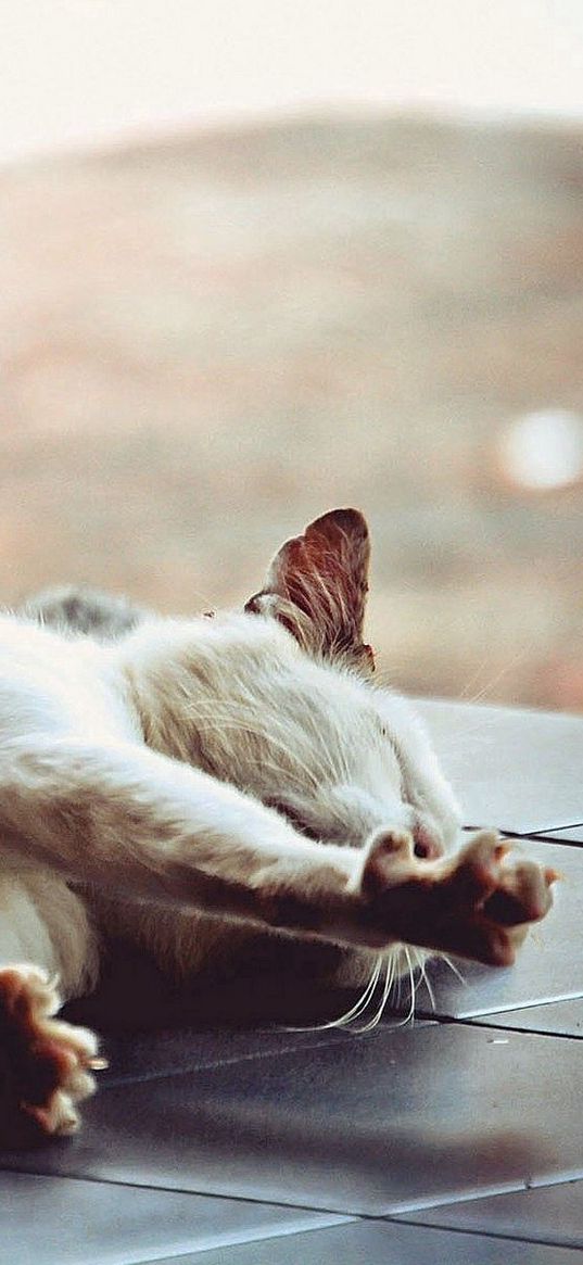 cat, stretch, floor, lie down, paw