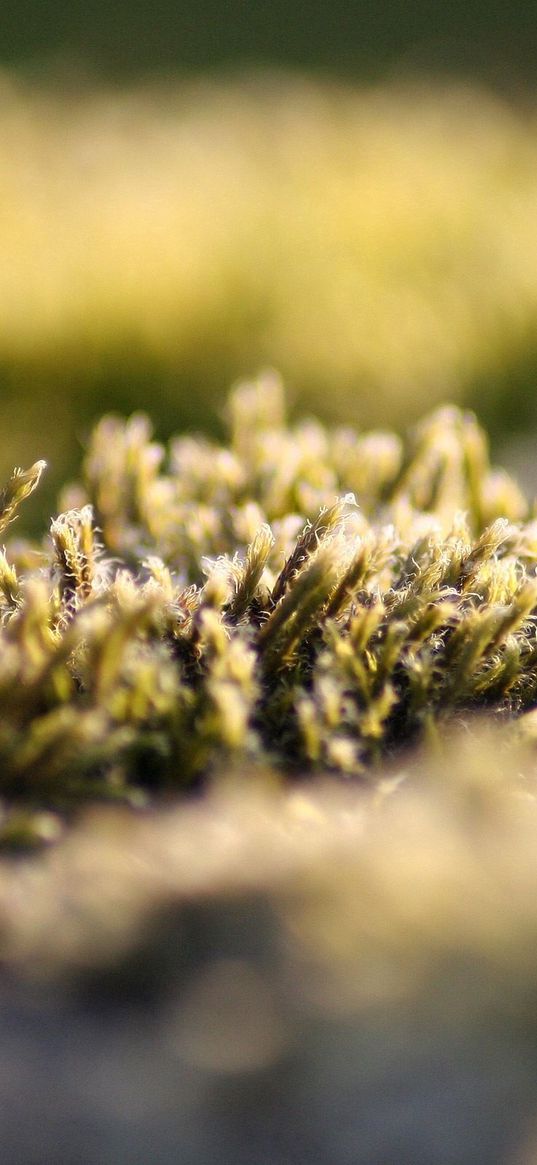 grass, lawn, frost, hoarfrost, cold