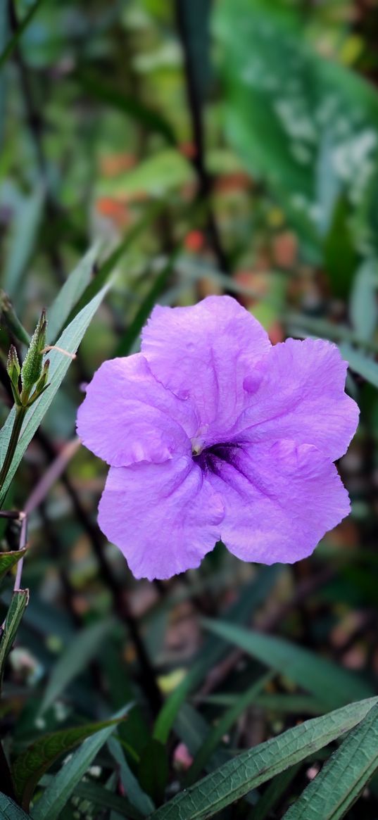 flower, wild flowers, purple, grass, green