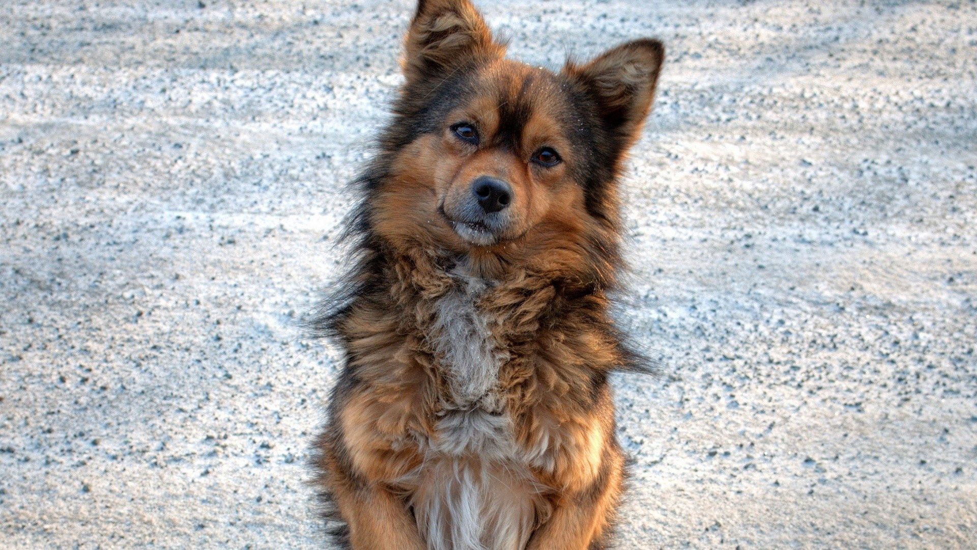 dog, face, cute, fluffy