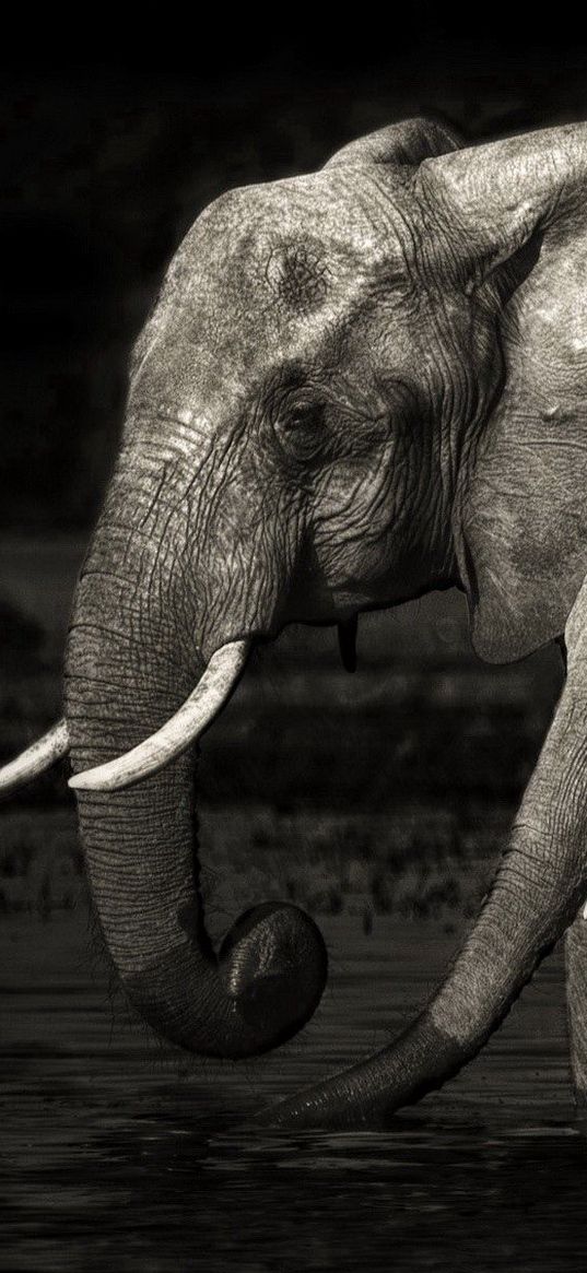 elephants, baby, family, water, black white