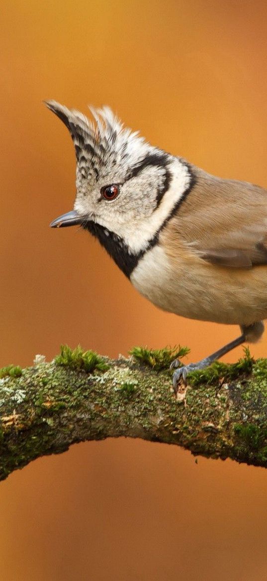 bird, branch, crest, sit