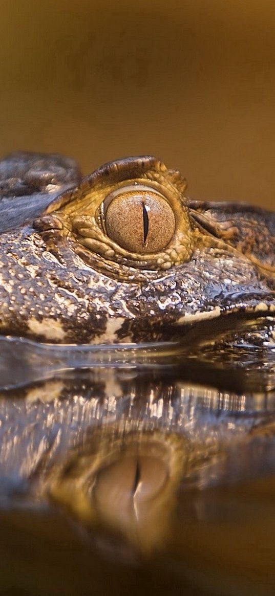 crocodile, water, face, eyes, angry, predatory