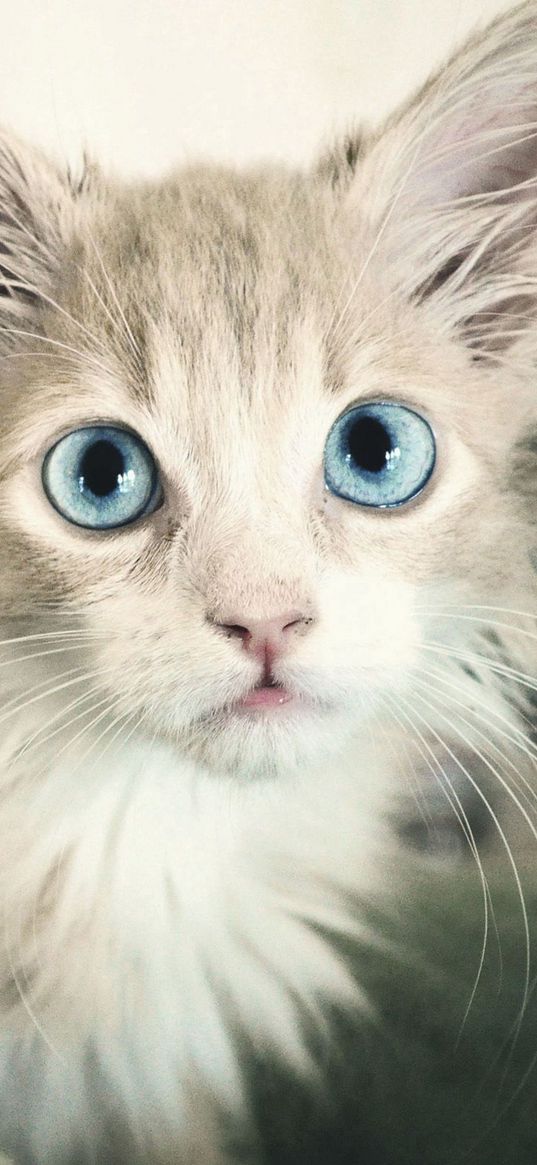 kitten, wet, eyes, blue-eyed