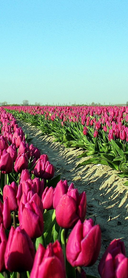 tulips, flowers, plantation, sky, road, shadow