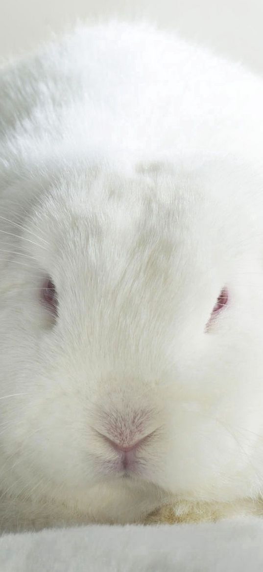 rabbit, thick, ears, cute