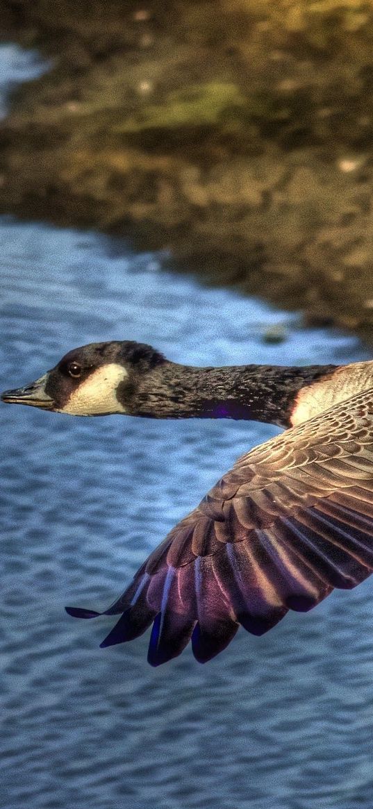 duck, wild, flying, water, bird