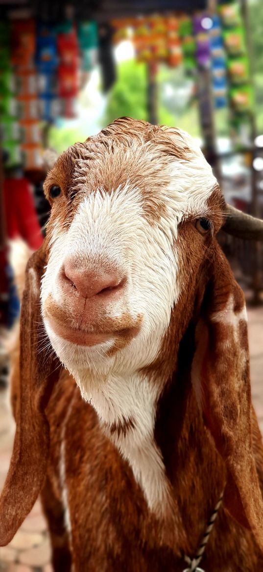 goat, animal, vishalgraphy