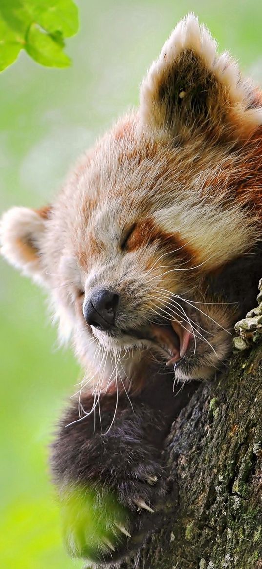 red panda, tree, yawn, hide