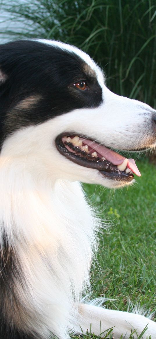 australian shepherd, black, spotted, fluffy, dog