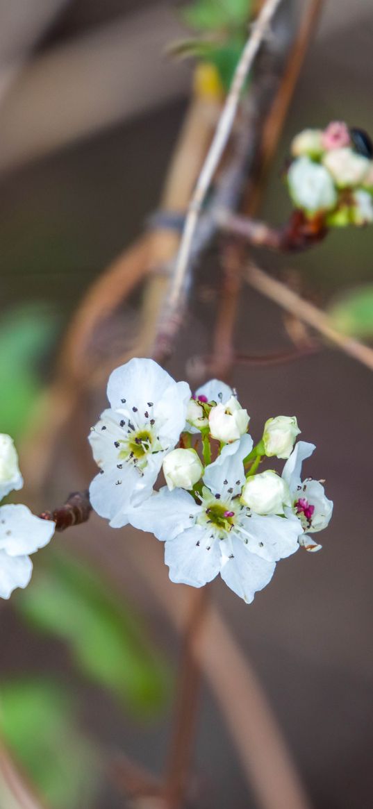 pear, flowers, branch