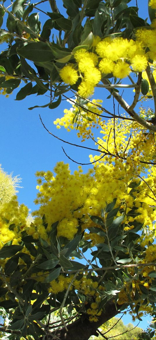 mimosa, woolly, bright, branch, sky