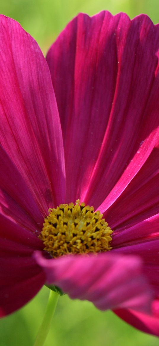 kosmeya, flower, petals, macro