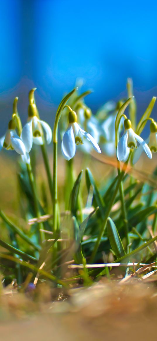 snowdrops, petals, flowers, grass