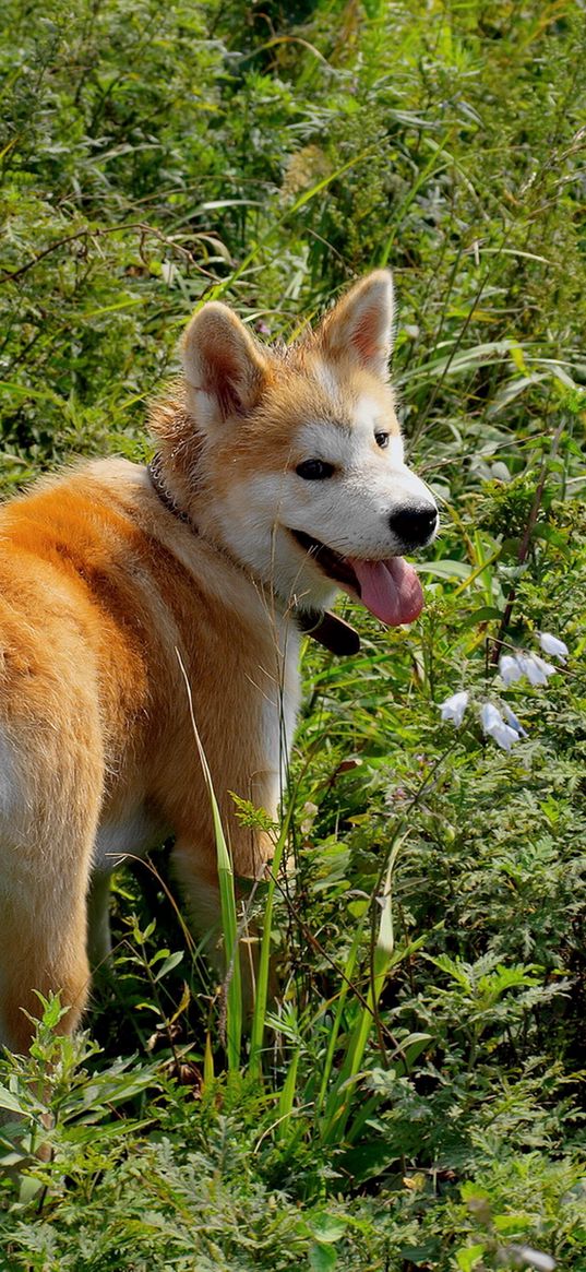 akita inu, dog, grass, walk