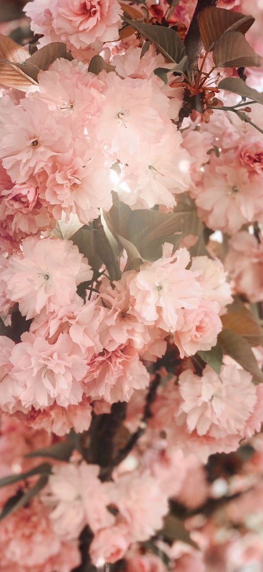 flowers, pink, ray, plant, nature