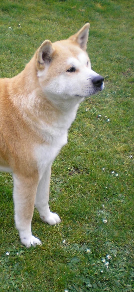 akita inu, dog, stand, grass, loyalty