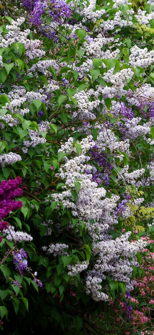 lilacs, bloom, different, greens, shrubs