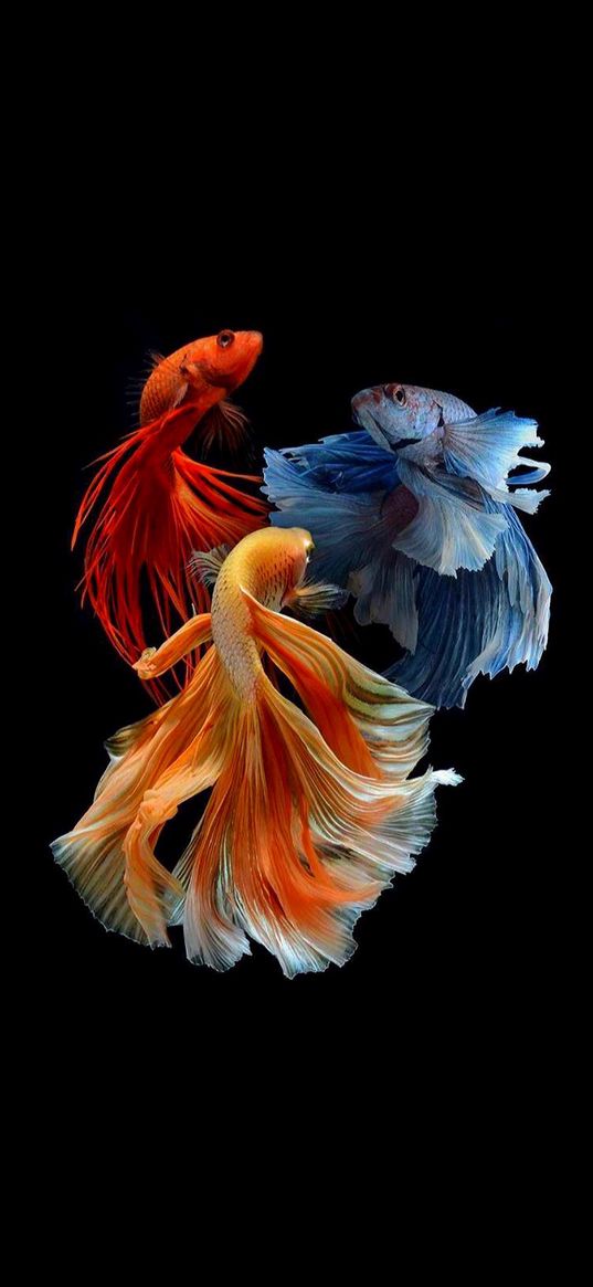 fish, beautiful, red, orange, blue, black background