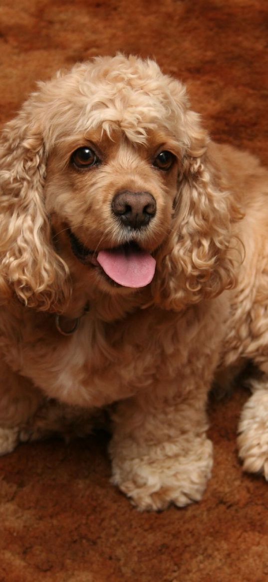 american cocker spaniel, dog, curly, color