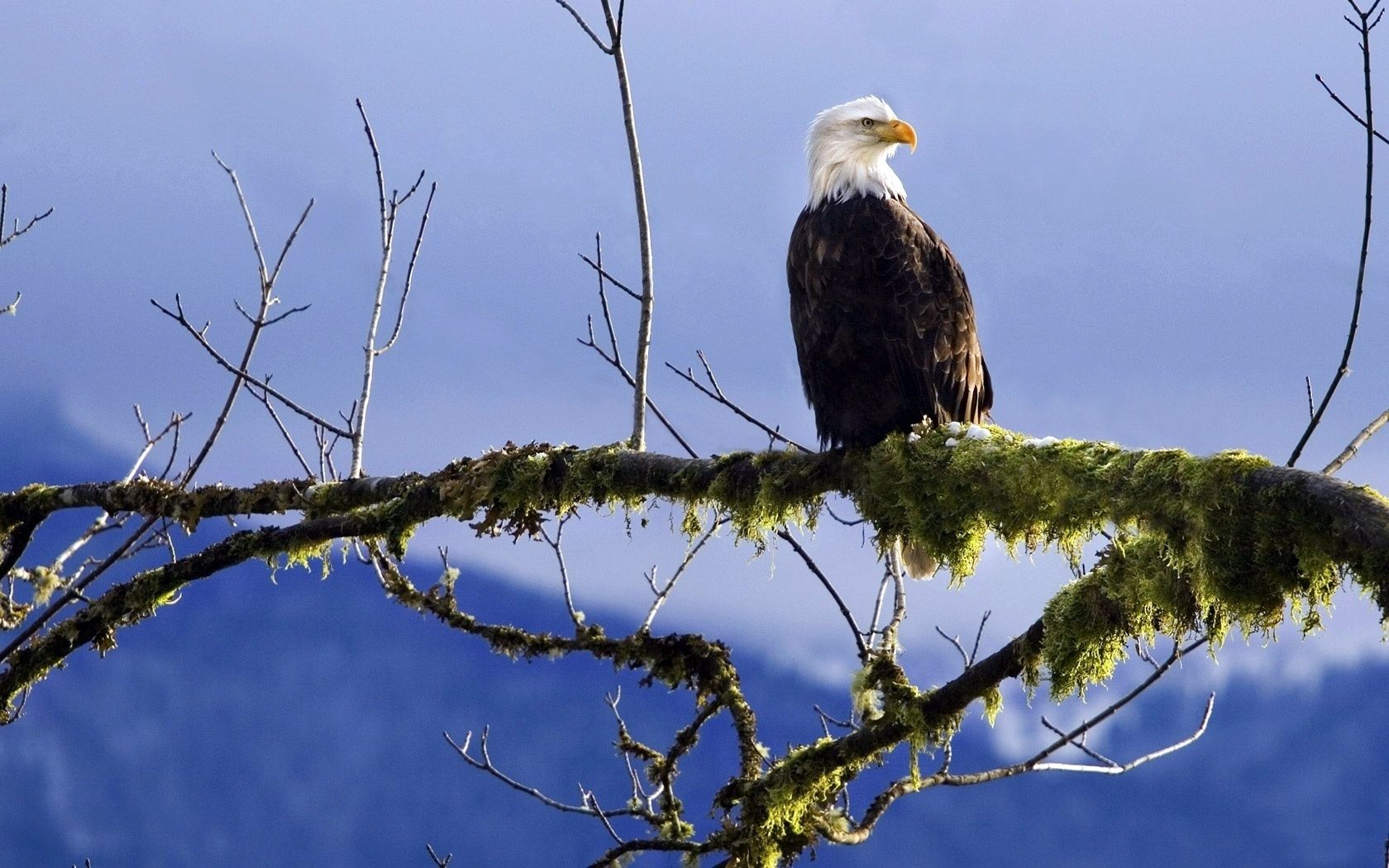 bald eagle, branch, moss