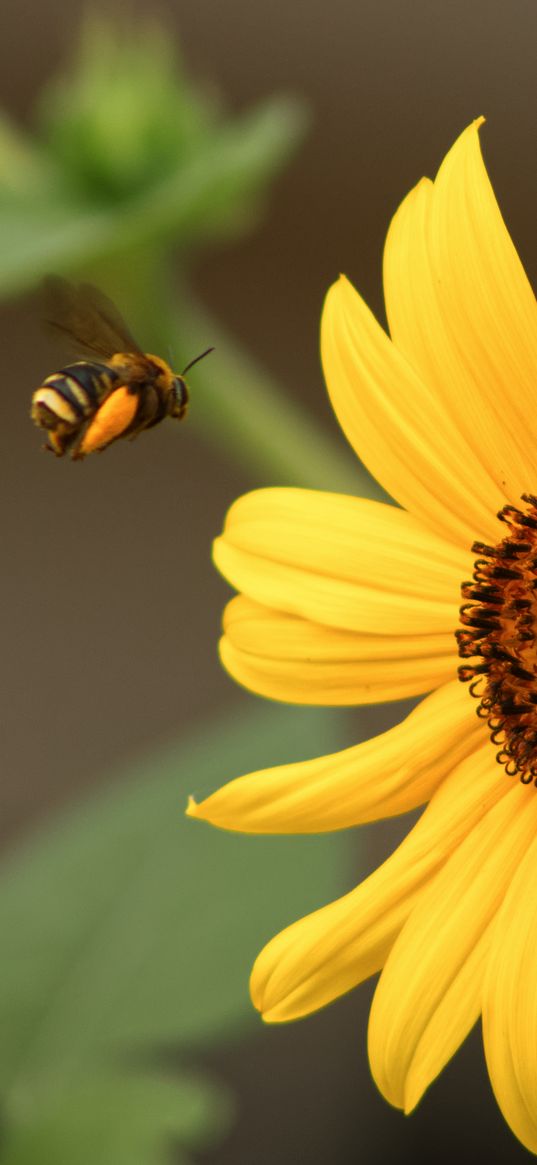 bumblebee, flower, insect, macro, yellow