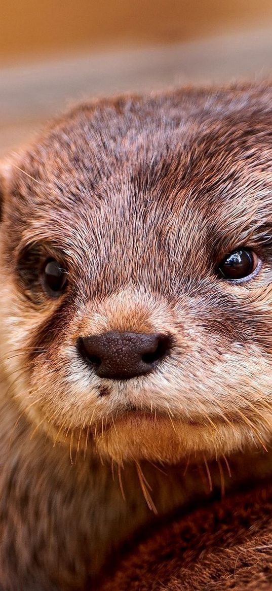 otter, face, eyes, animal