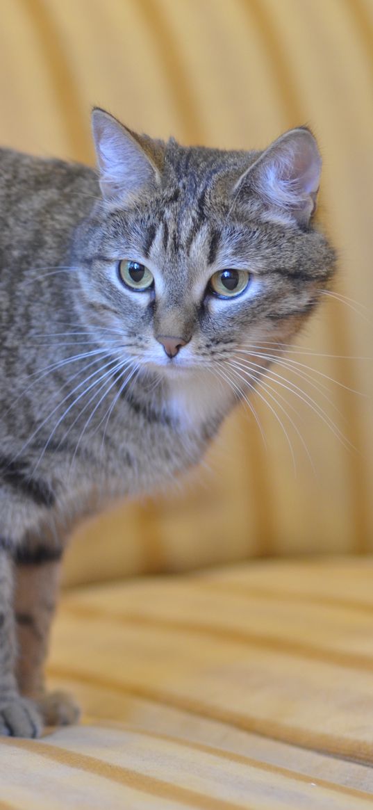 bobtail, cat, striped, sofa