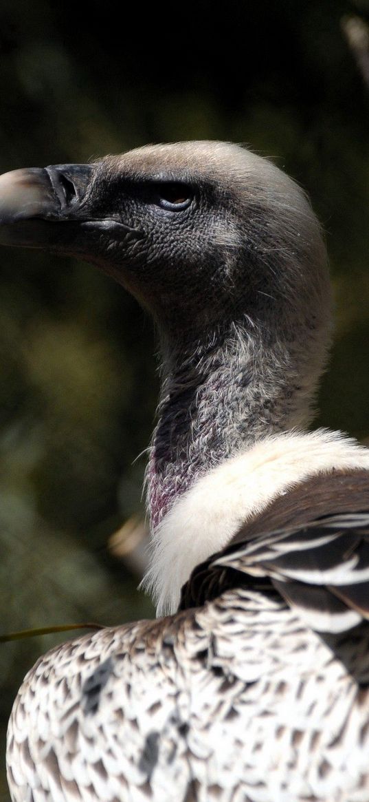 vulture, bird, wild, beak