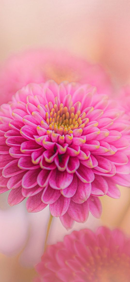 chrysanthemum, flowers, petals, pink