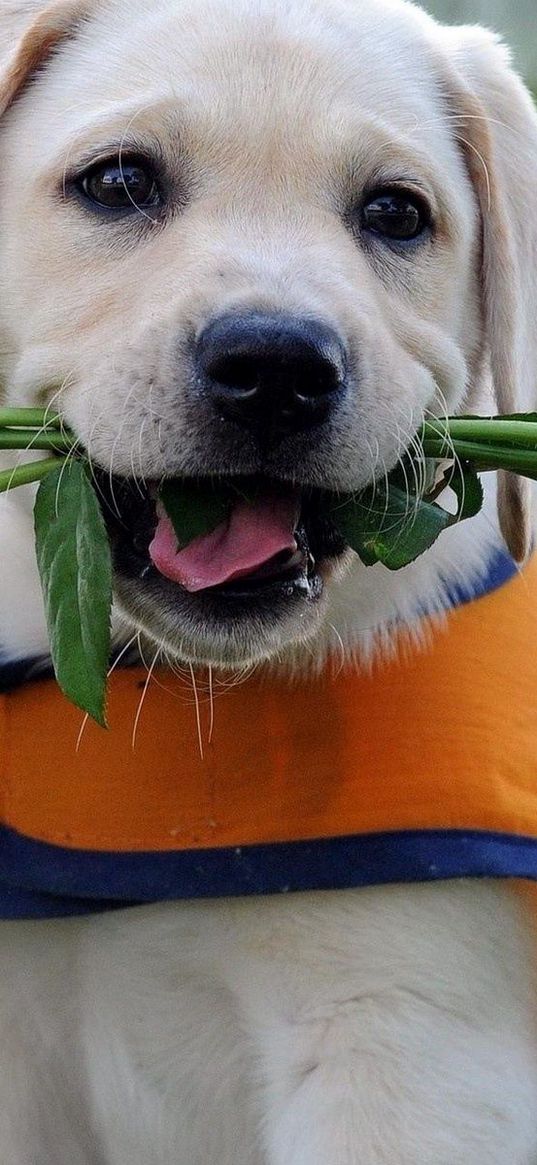 labrador, puppy, flower, vest