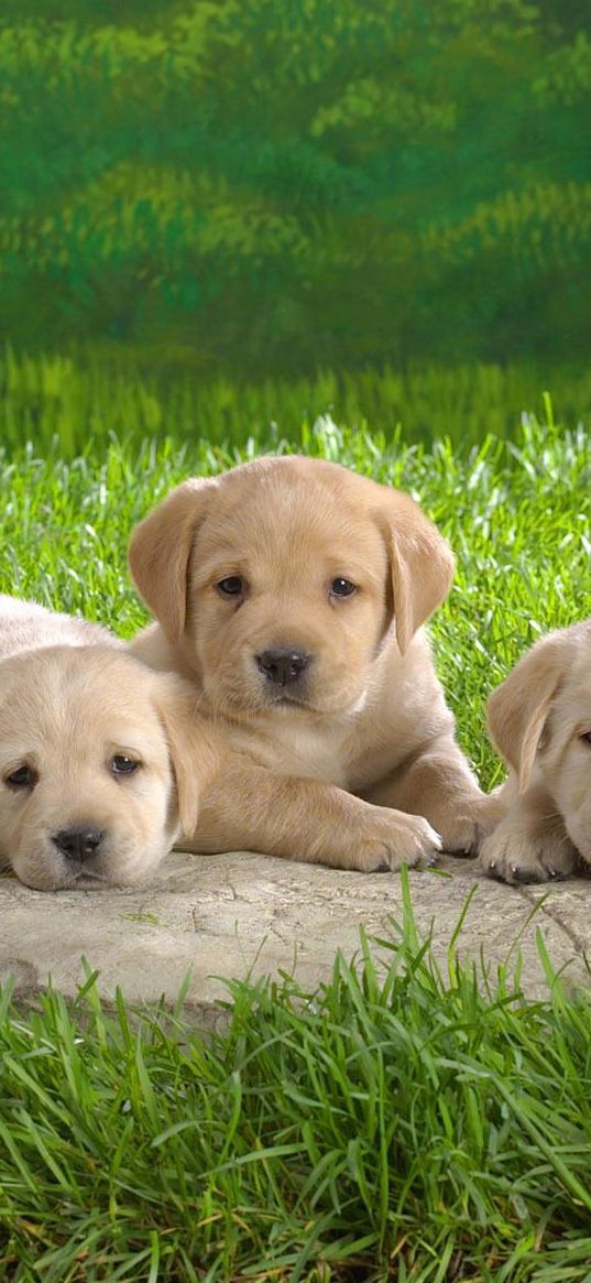 labradors, puppies, grass, family