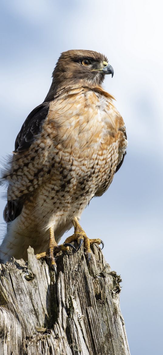 hawk, beak, tree, bird