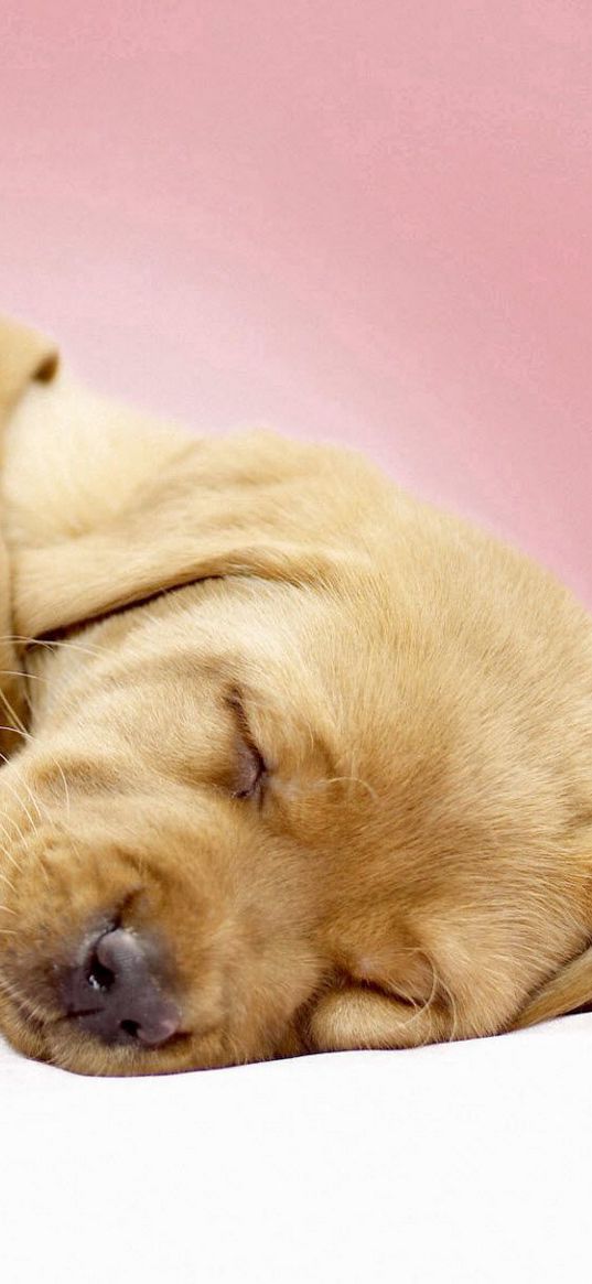 labradors, puppies, sleeping, cute