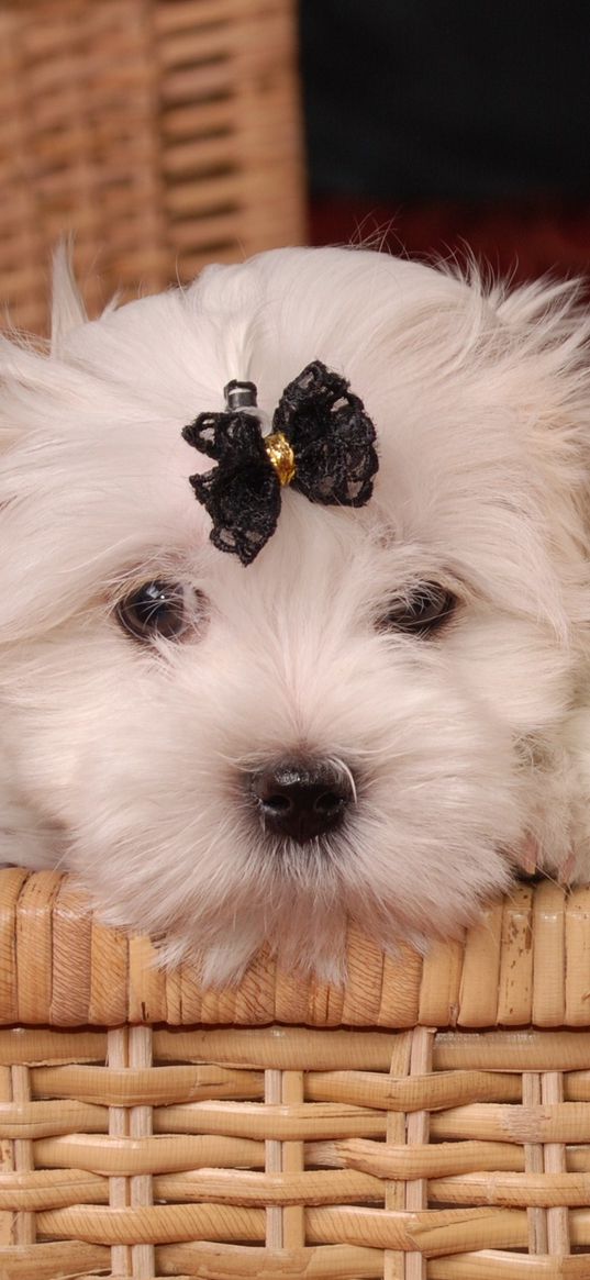 maltese, couple, basket, bow