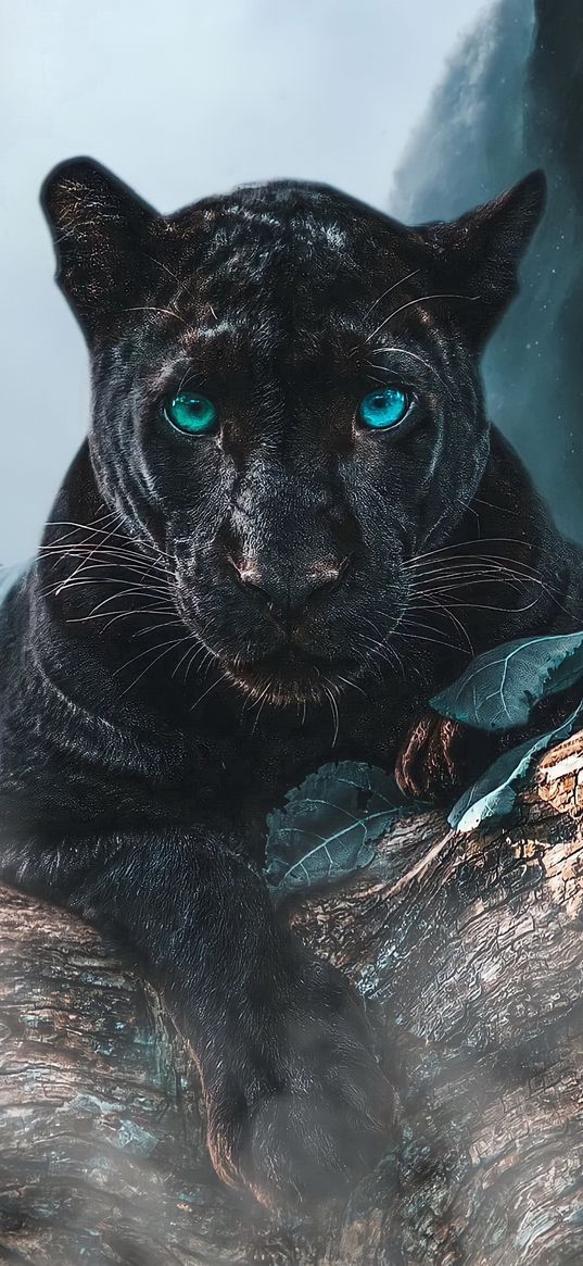 panther, black, beast, animals, blue eyes