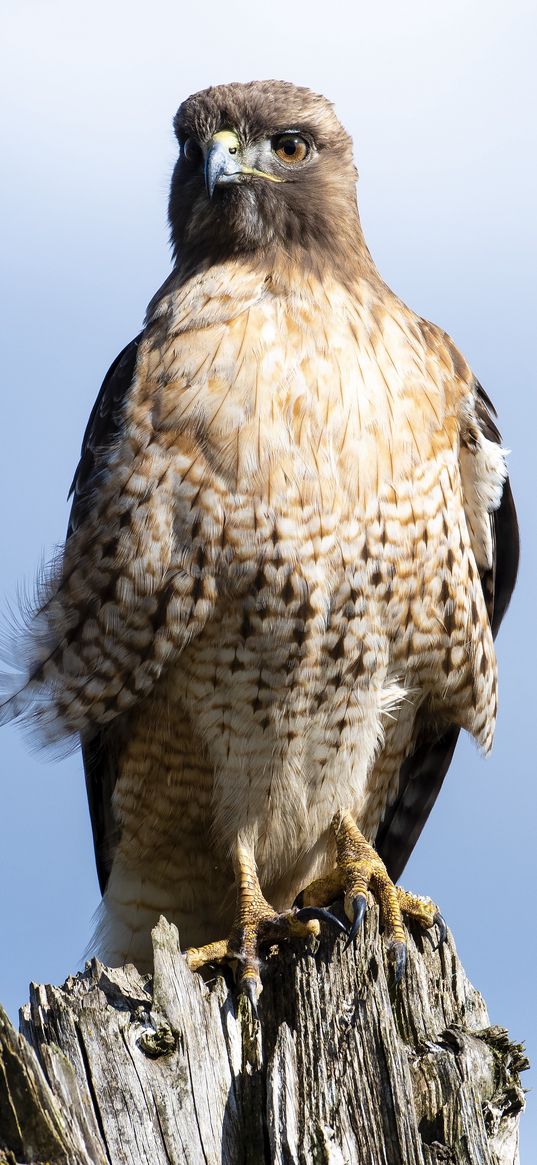 buzzard, bird, tree