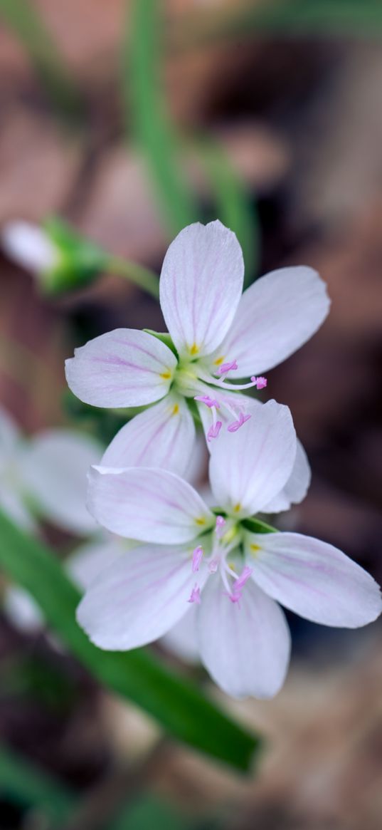 flowers, petals, stamens, white