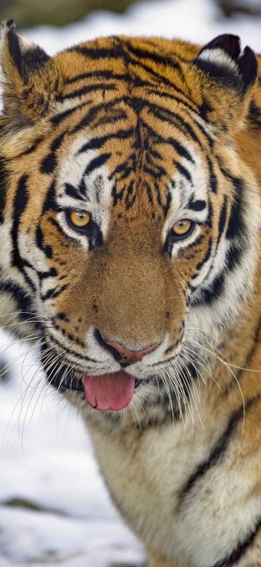 tiger, protruding tongue, predator, big cat, animal, snow