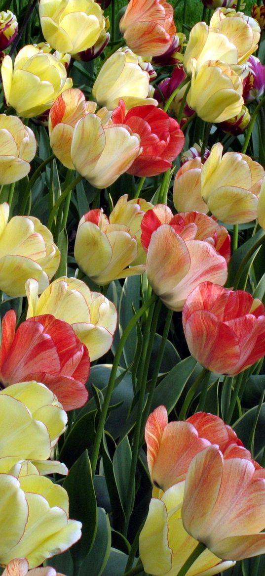 tulips, flowing, colorful, flowerbed