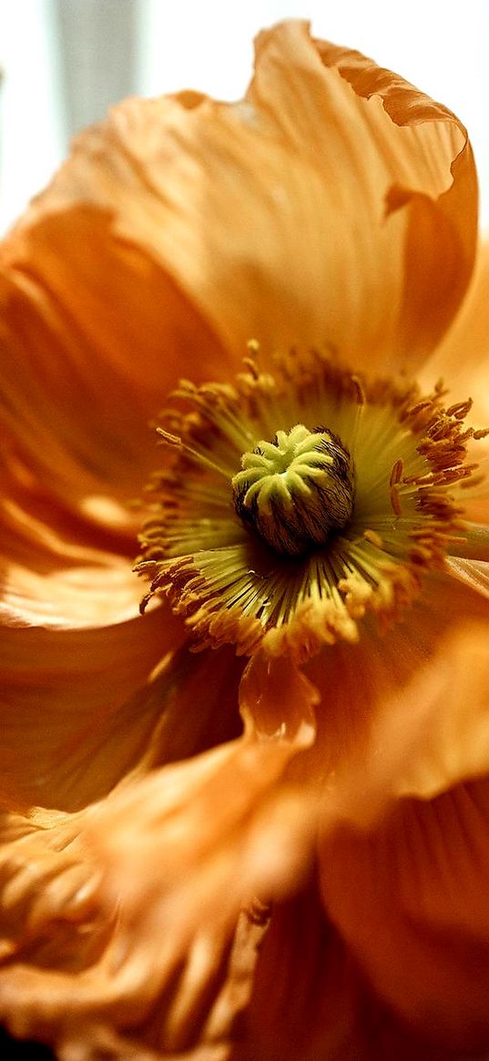 poppy, flower, plant, orange, petals