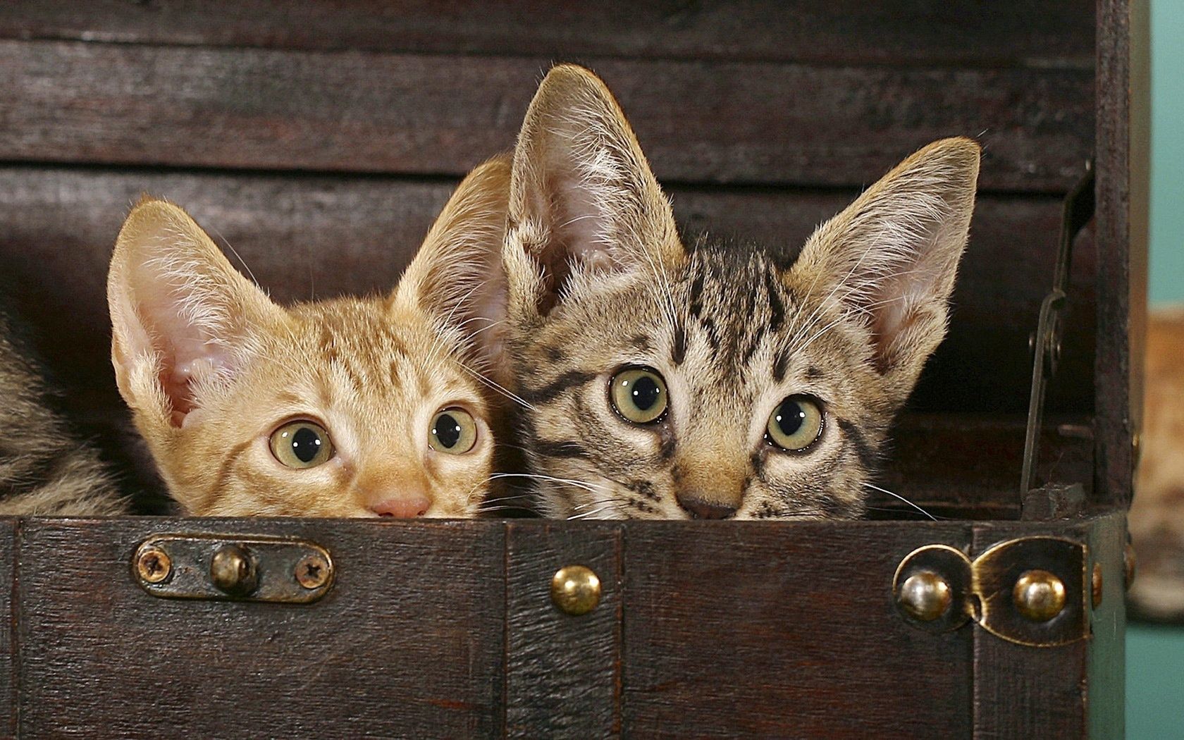 trunk, cat, eared, couple