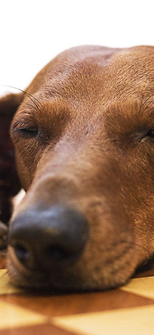 dachshund, chess, dog, face, fatigue