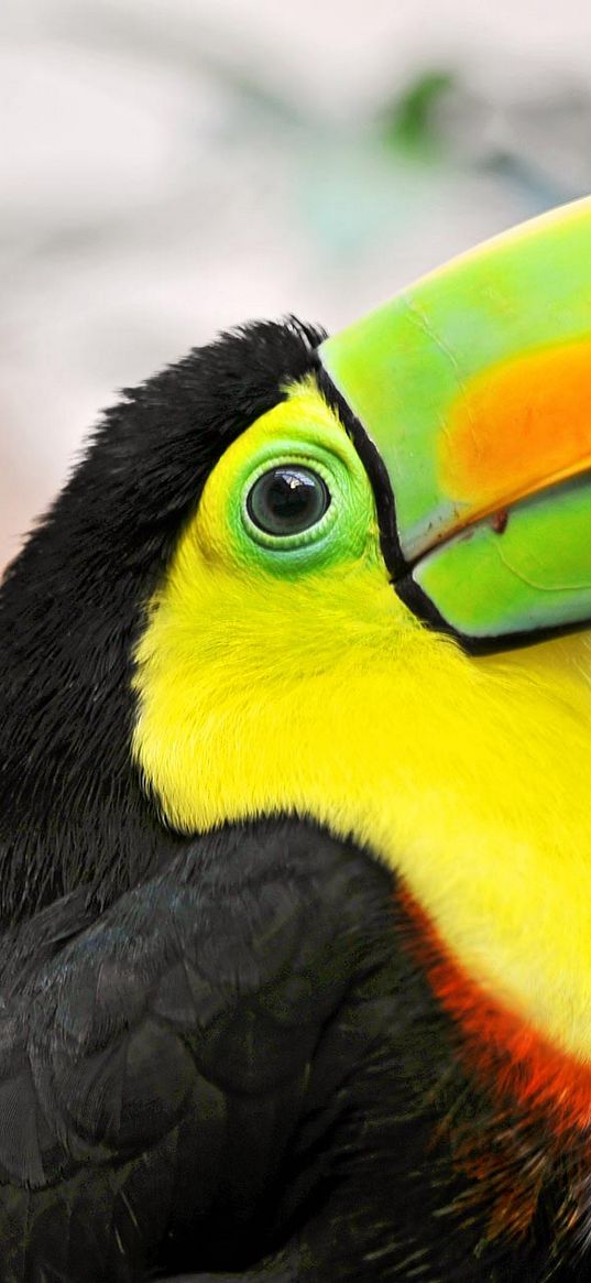 toucan, tropical bird, beak, colorful