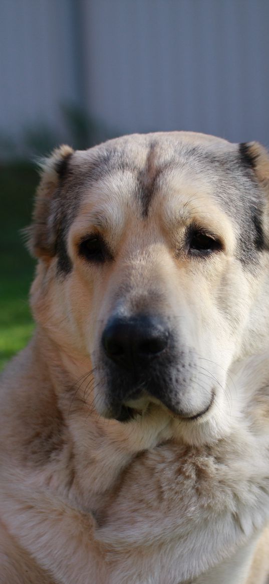 german dog, dog, muzzle, eyes, hair, lying