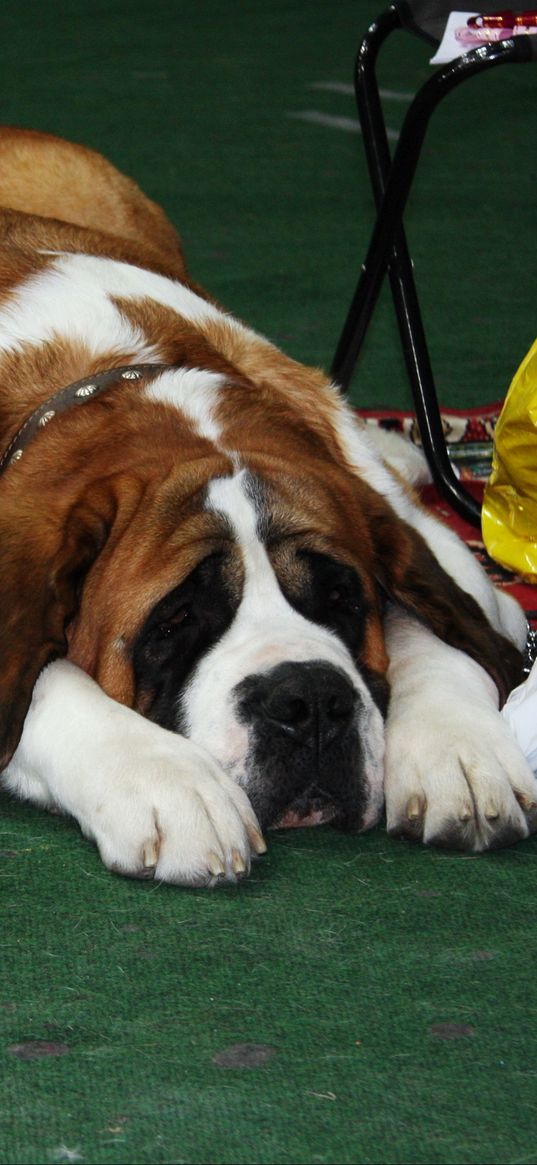 st bernards, dogs, muzzle, waiting, lying